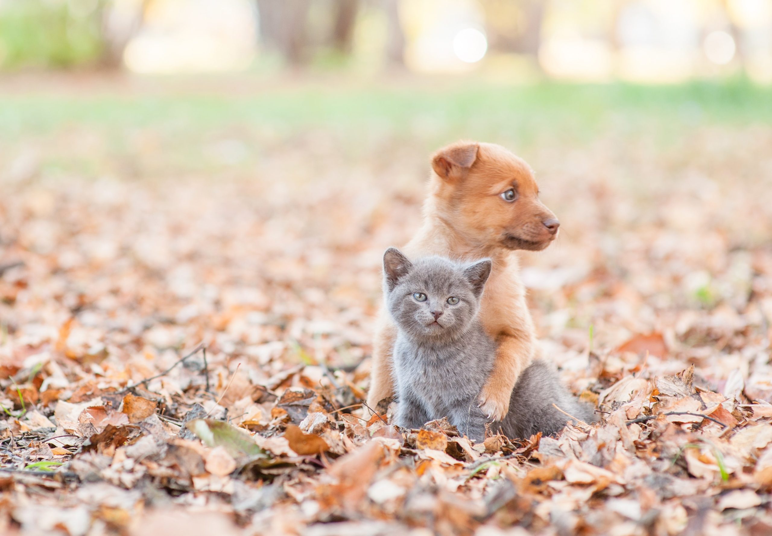 Trình bày các lựa chọn